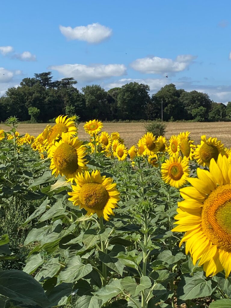 Golden Gascony