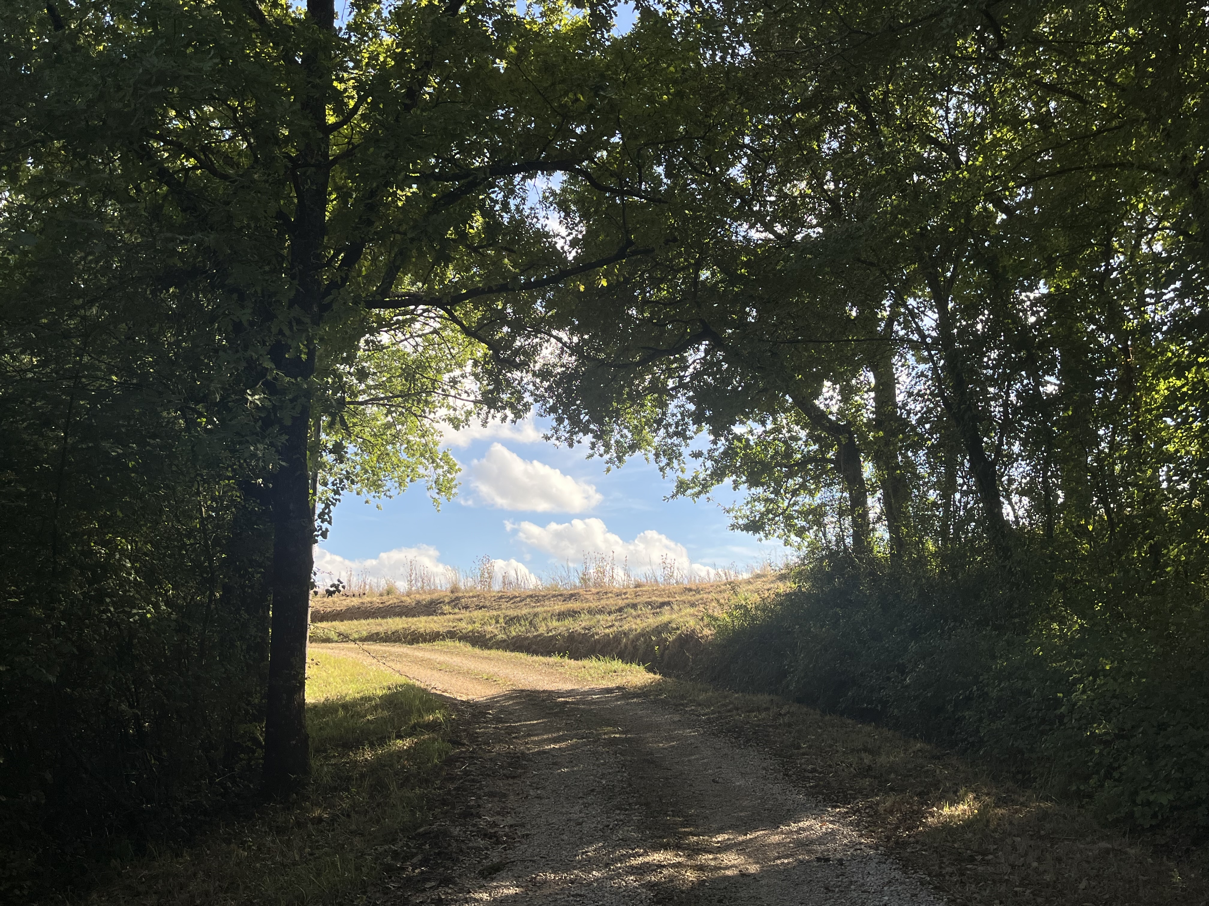 Tree-lined track at Le Bêtet opening onto the Gascon countryside